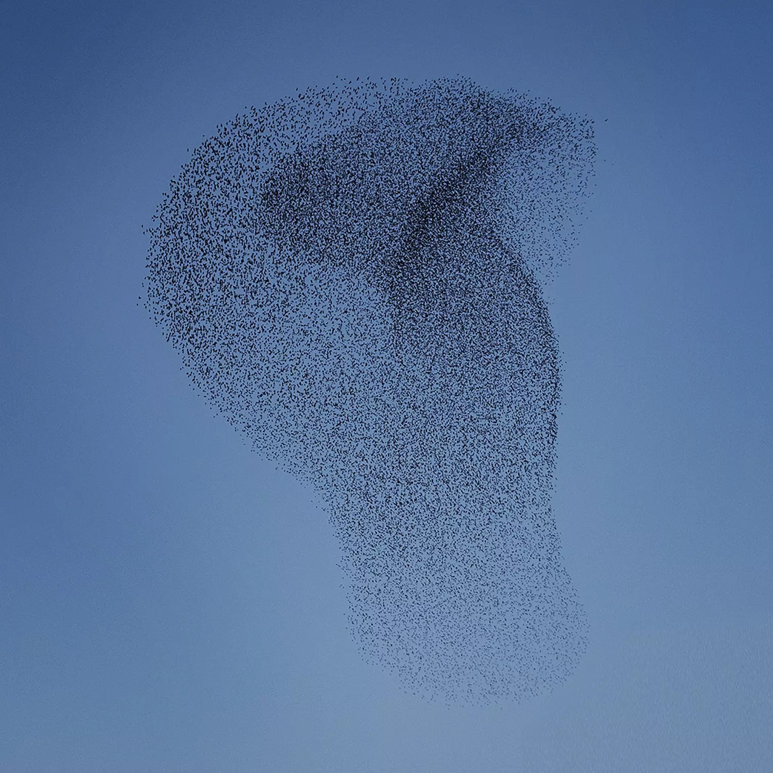 Matteo Myderwyk Remembrance 