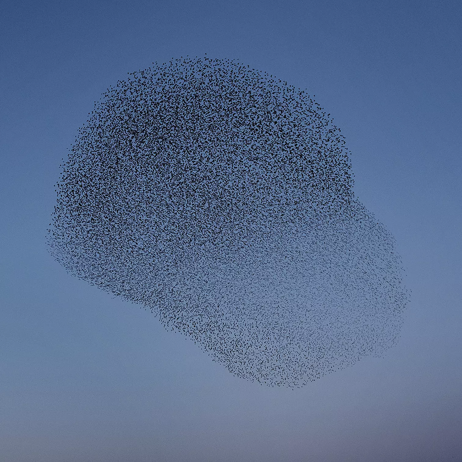 Evening Song Matteo Myderwyk