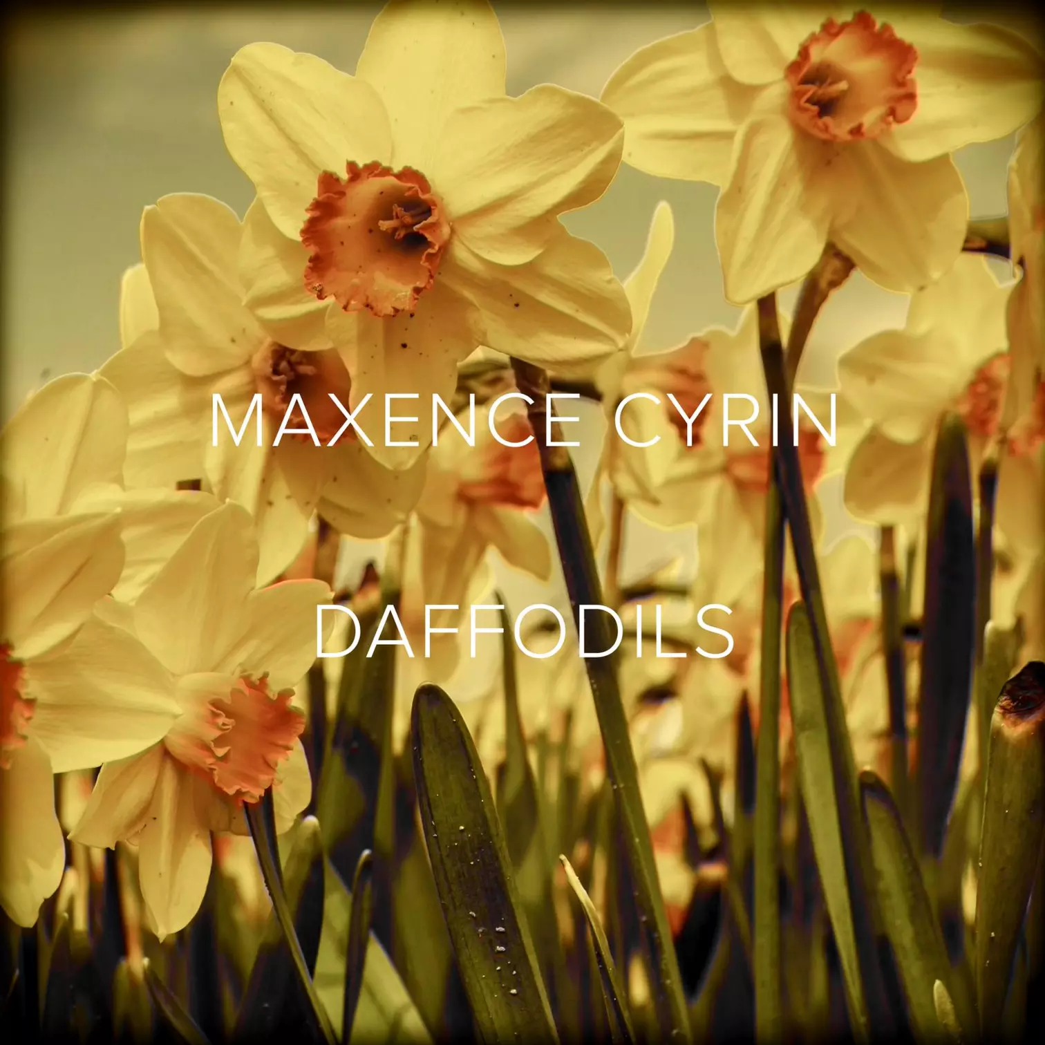 Maxence Cyrin Daffodils