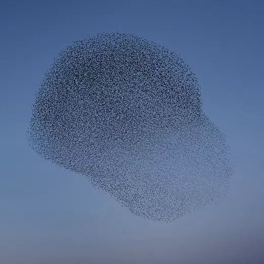 Evening Song Matteo Myderwyk